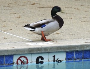 Summer pool visitor.