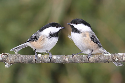 Silent all winter, the chickadees are again welcoming spring.